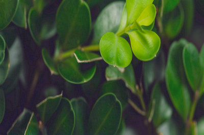 北京舞蹈學(xué)院在職研究生成績(jī)查詢?nèi)肟谠谀模?></a>                                <div   id=